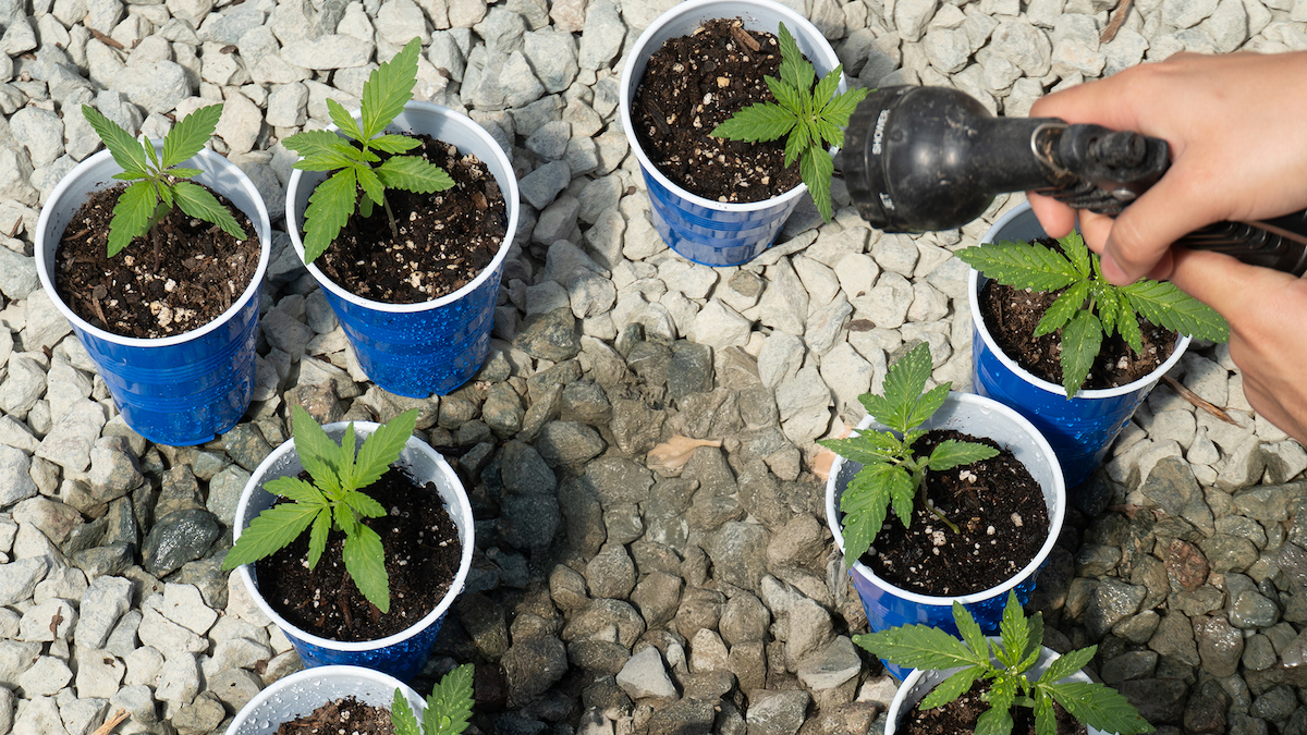 cannabis seedlings growing in plastic cups.