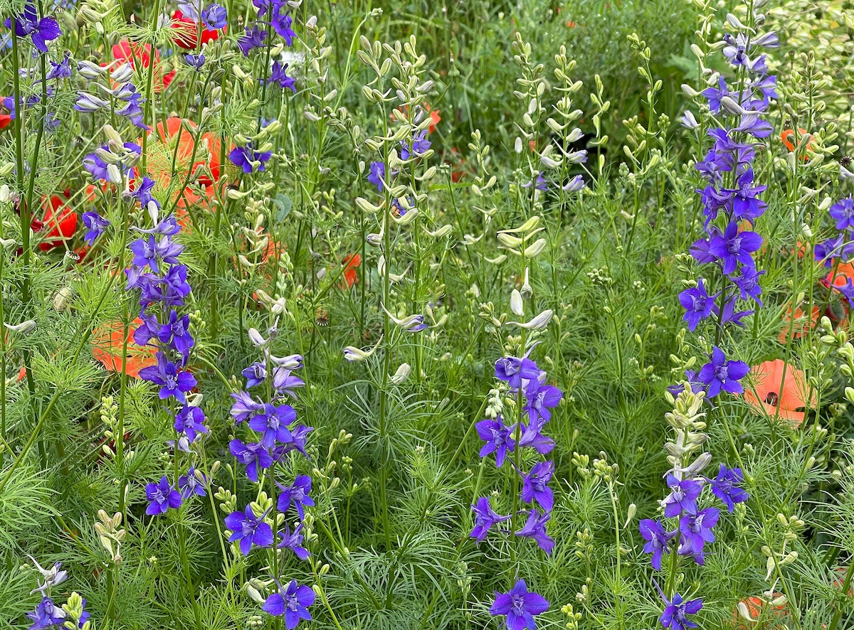 larkspur growing in a bed of wild flowers