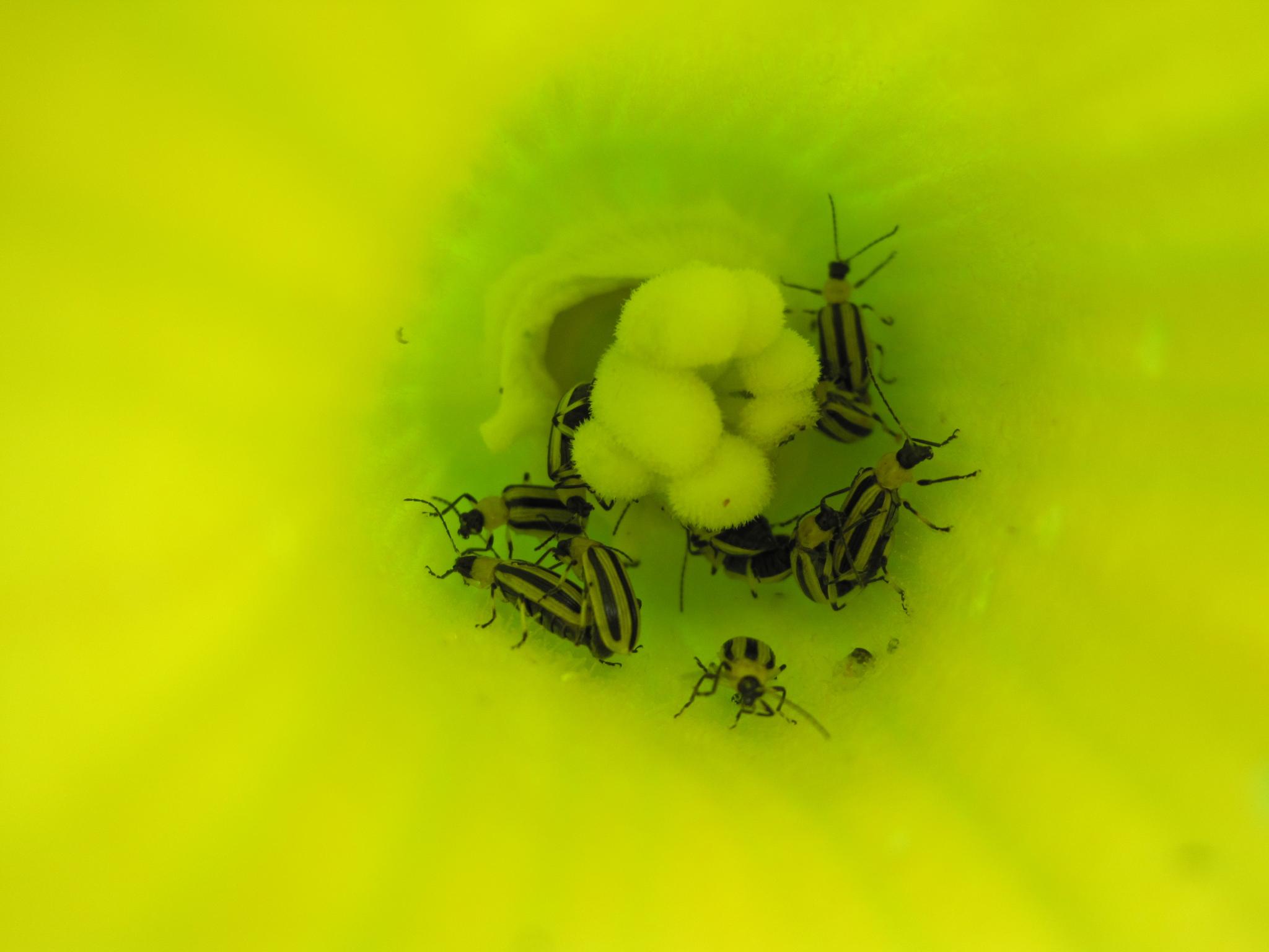 cucumber beetles