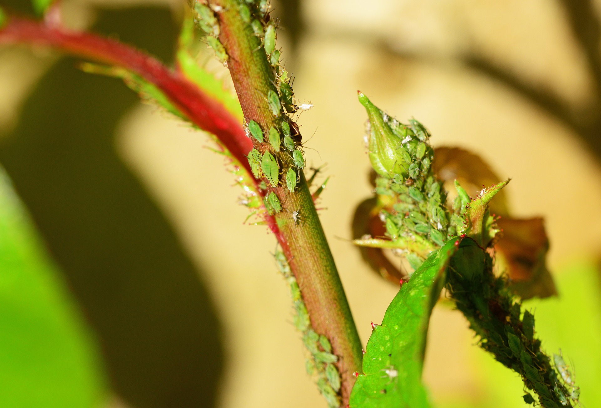 aphids on roses
