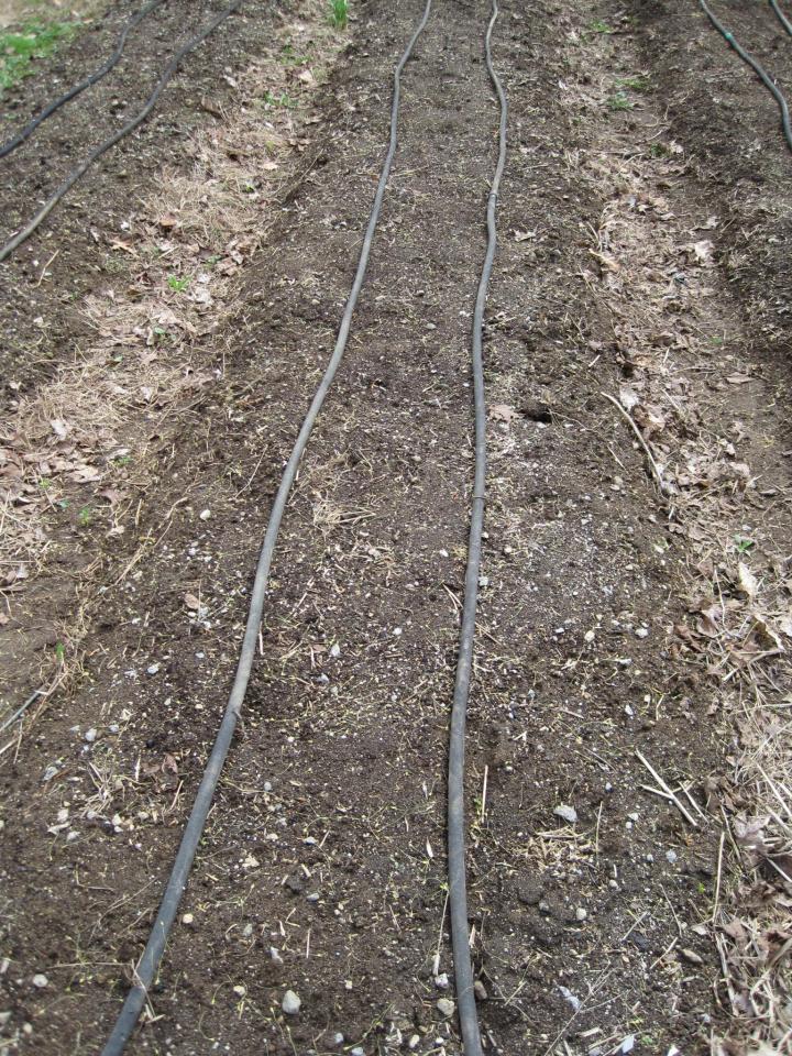 soaker hoses in a garden bed