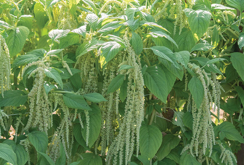 Amaranthus plants
