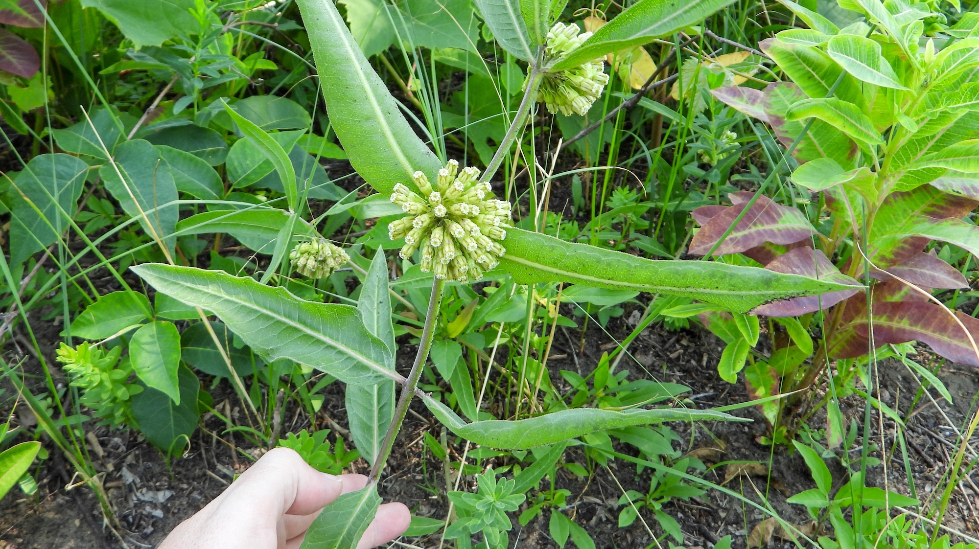 short green milkweed (asclepias viridflora)